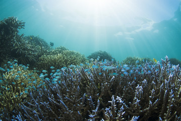 エダサンゴの群生とデバスズメダイの群れ