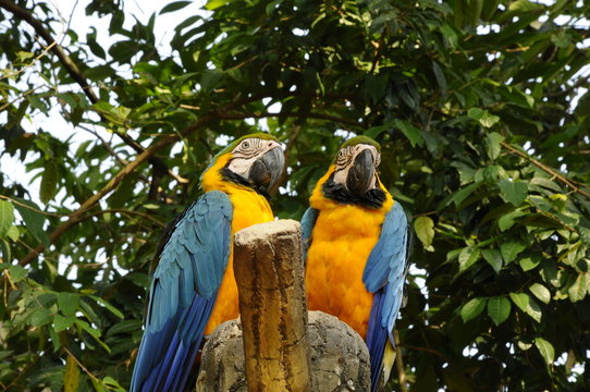 รูปภาพStrigopidae เลือกดูภาพถ่ายสต็อก เวกเตอร์ และวิดีโอ143 Adobe Stock