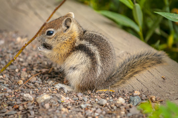 Cute little Chipmunk