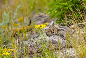Chipmunk carrying her baby