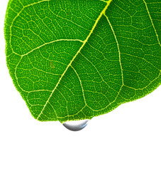 water drop and green leaf