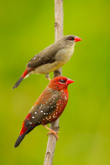 Portrait of Couple Red Avadavat(Amandava amandava)