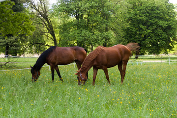 Obraz premium Horses