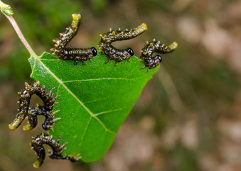 scared sawfly larvae