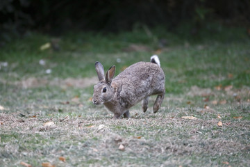 Rabbit, Lepus curpaeums