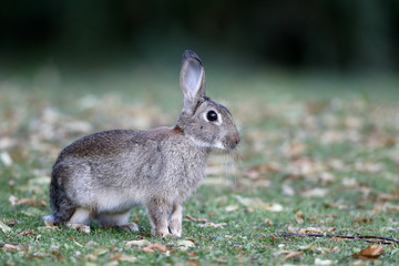 Rabbit, Lepus curpaeums