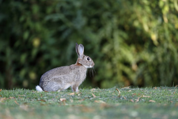 Rabbit, Lepus curpaeums