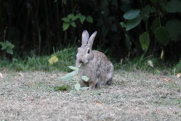 Fototapeta premium Rabbit, Lepus curpaeums