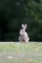 Rabbit, Lepus curpaeums