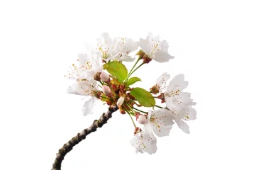 Photo sur Aluminium Fleur de cerisier Kirschblüte (Prunus avium)