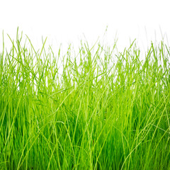 Green grass isolated on white background