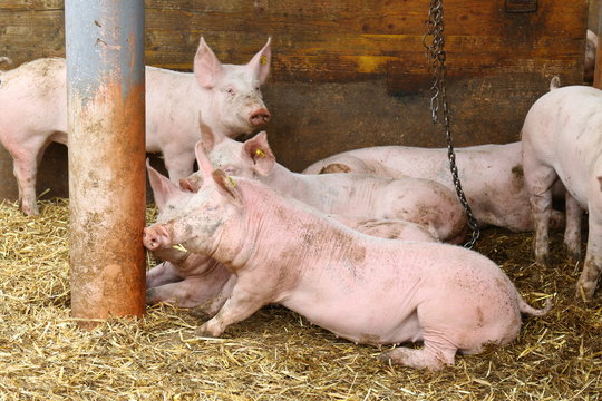 bio-schweine