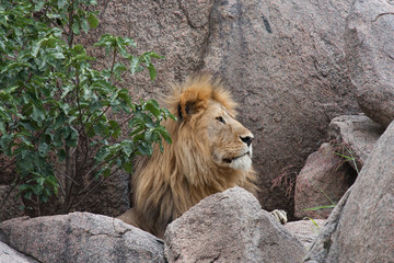 Leone maschio in Tanzania
