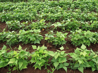 Beans field