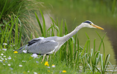 Graureiher am See