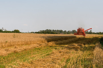 kombajn na polu pszenicy © Andrzej Płotnikow