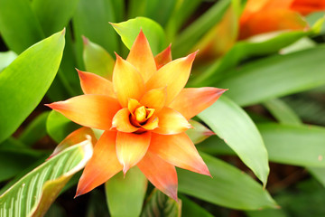 Bromeliad flowers in the garden