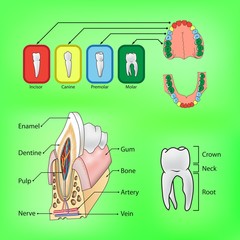 Types of teeth and external and internal structure of tooth