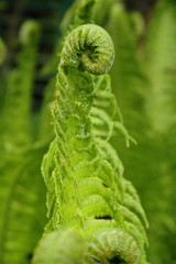 Young fern leaf