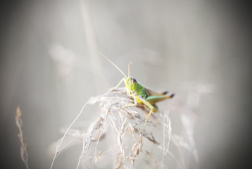 Green grasshopper close up