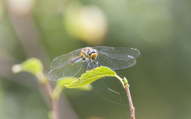 Dragonfly on a green leaf