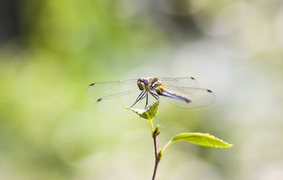 Dragonfly on a green leaf