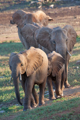 Famiglia di elefanti africani