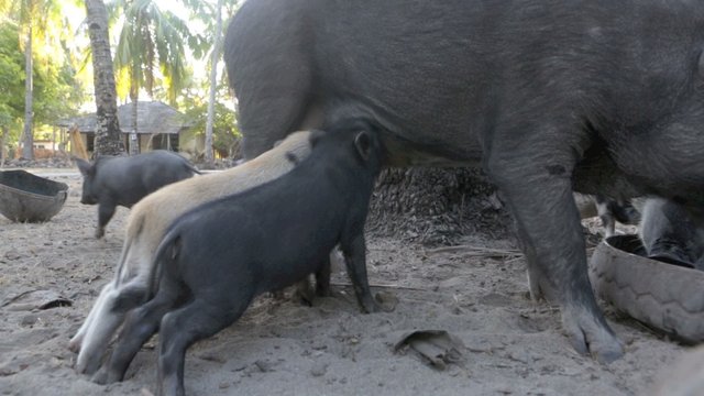 Piglets suckling from mother