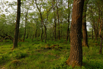 Im Reservat Hohes Venn,Hautes Fagnes, Belgien