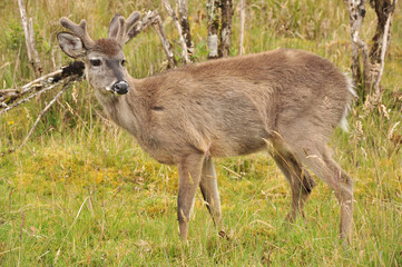 deer walking Colombian mountains