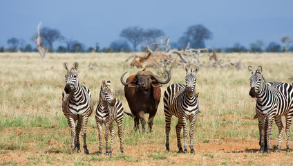 Zebre e bufali africani Kenya