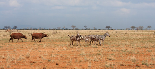 Fototapeta na wymiar Zebre e Bufali nel parco TSAVO EST