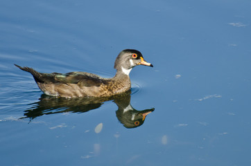 Male Wood Duck in Eclipse Plumage