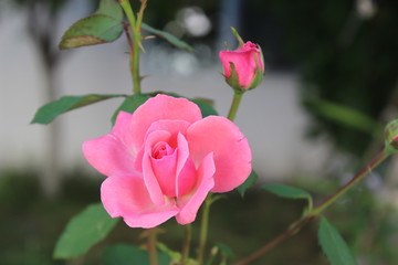 Pink  Rose