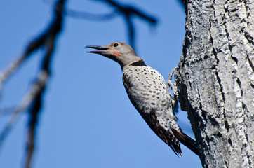 Northern Flicker Calling From Tree