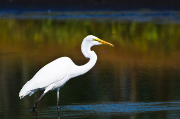 Great Egret Hunting for Fish in Autumn