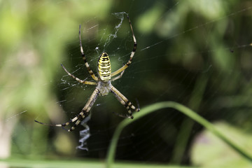 Garden spider (Argiope aurantia) in the net