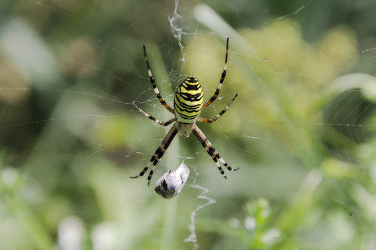 Garden spider (Argiope aurantia) in the net with wrapped prey