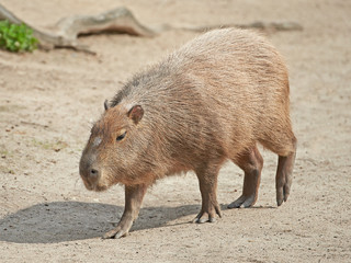 Capybara (Hydrochoerus hydrochaeris)