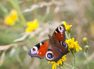 Big butterfly with red and black wings