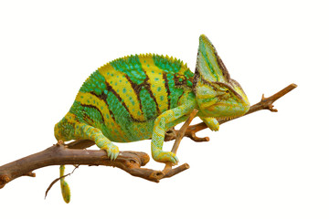 chameleon