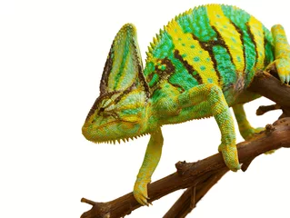 Peel and stick wall murals Chameleon chameleon