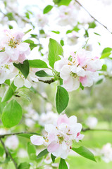 Beautiful spring blossom, outdoors