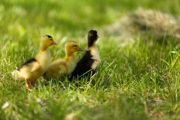 Little cute ducklings on green grass, outdoors