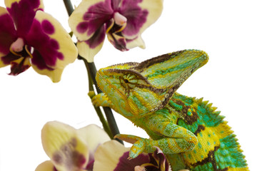 chameleon © skif55