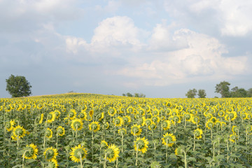 A field of blooming sunflowers against the sky