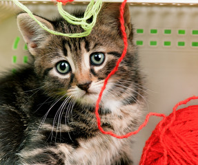 Cute kitten