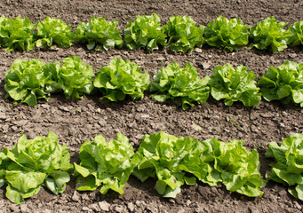Fresh salad on bed in the sunlight
