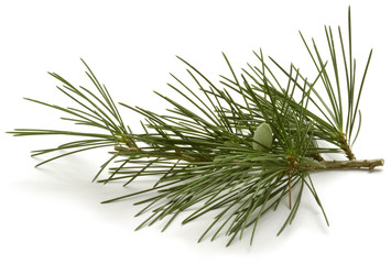 Pinus sylvestris Scots pine Waldkiefer Sosna zwyczajna - obrazy, fototapety, plakaty