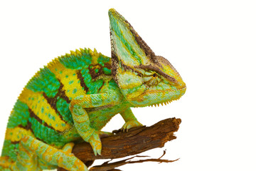 chameleon